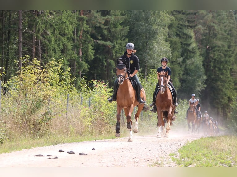 KWPN Gelding 16 years 16 hh Brown in Dinkelsbühl
