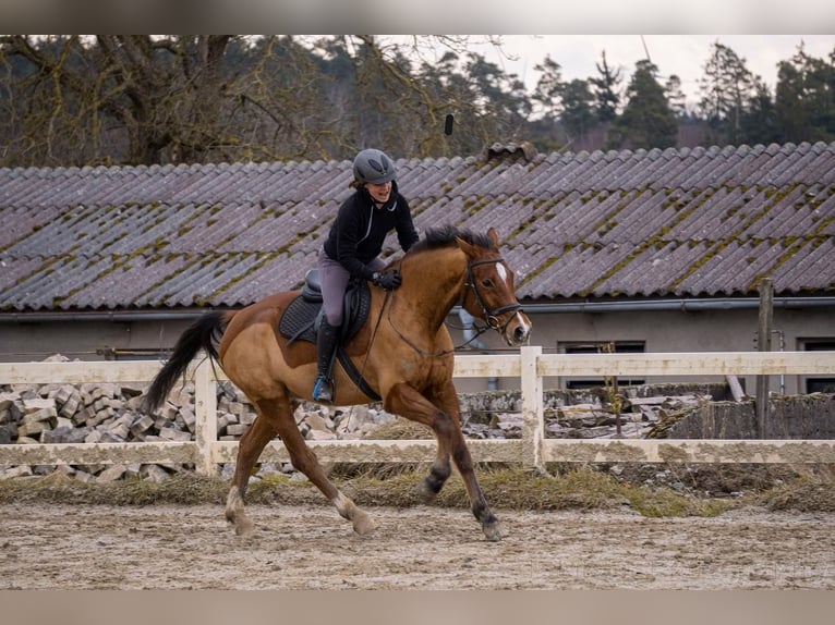 KWPN Gelding 16 years 16 hh Brown in Dinkelsbühl