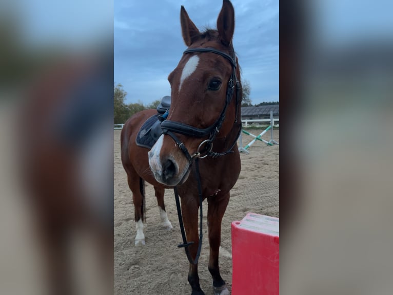 KWPN Gelding 16 years 16 hh Brown in Dinkelsbühl