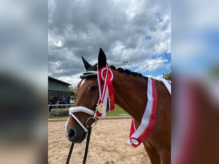KWPN Gelding 16 years 16 hh Brown in Dinkelsbühl