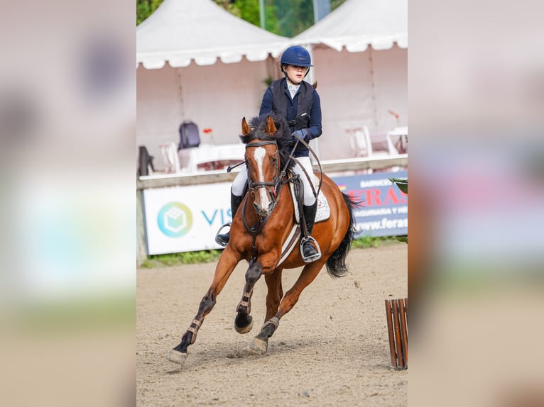 KWPN Gelding 16 years 16 hh Brown in Moraleja Del Vino KWPN Gelding 16 years 16 hh Brown in Moraleja Del Vino