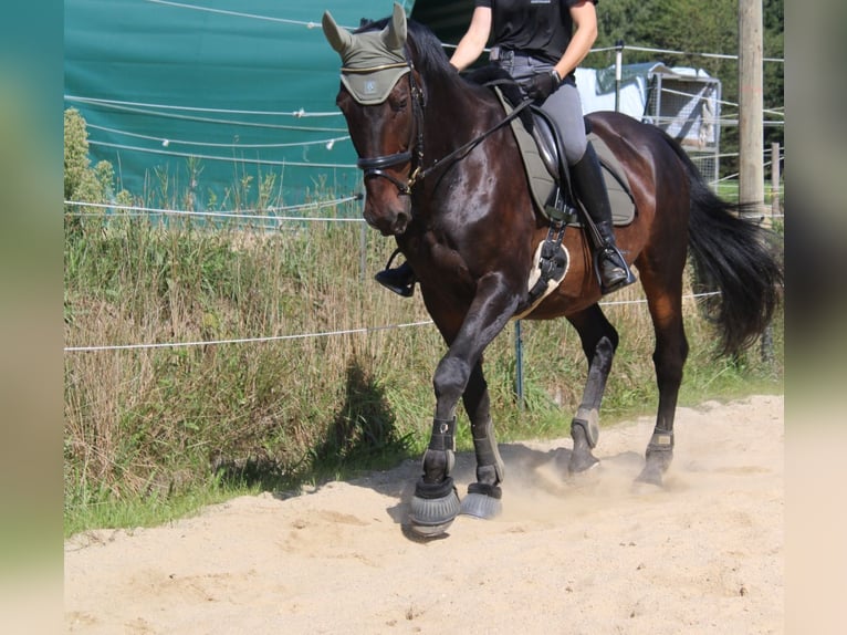 KWPN Gelding 16 years 16,1 hh Bay-Dark in Buch am Buchrain
