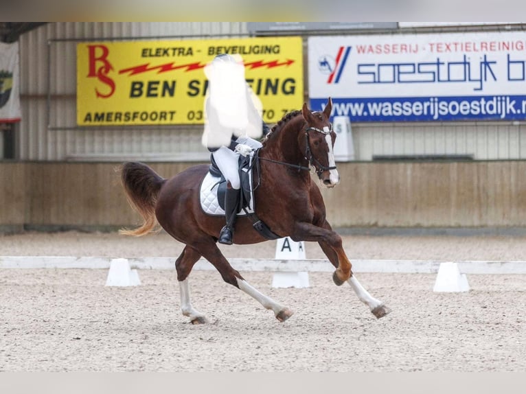 KWPN Gelding 16 years 16,1 hh Chestnut in Darp