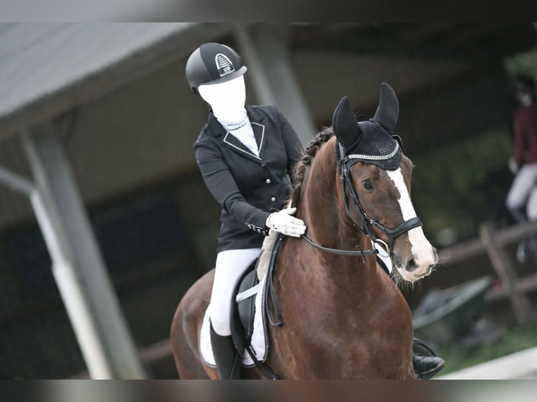 KWPN Gelding 16 years 16,1 hh Chestnut in Darp