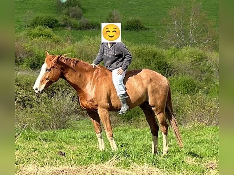 KWPN Gelding 16 years 16,2 hh Chestnut-Red in Anan