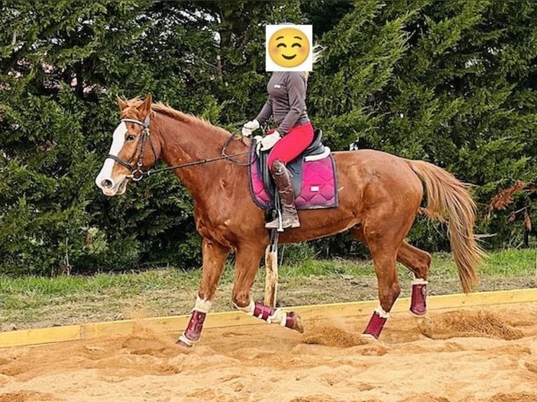 KWPN Gelding 16 years 16,2 hh Chestnut-Red in Anan