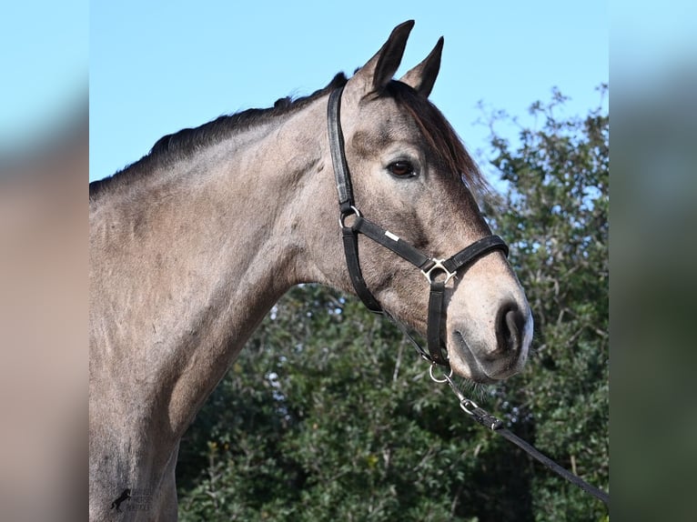 KWPN Mix Gelding 16 years 16,2 hh Dun in Mallorca