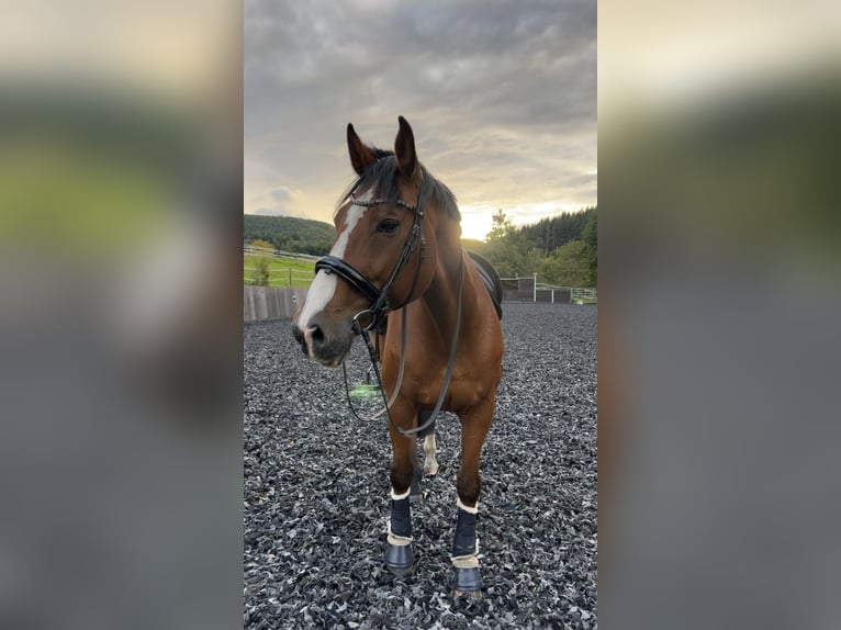 KWPN Gelding 16 years 17.1 hh Brown in Gingen an der Fils