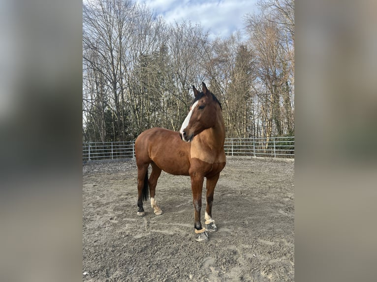 KWPN Gelding 16 years 17.1 hh Brown in Gingen an der Fils
