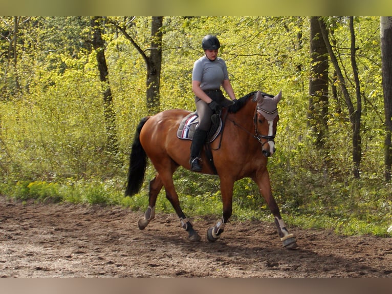 KWPN Gelding 16 years 17.1 hh Brown in Gingen an der Fils