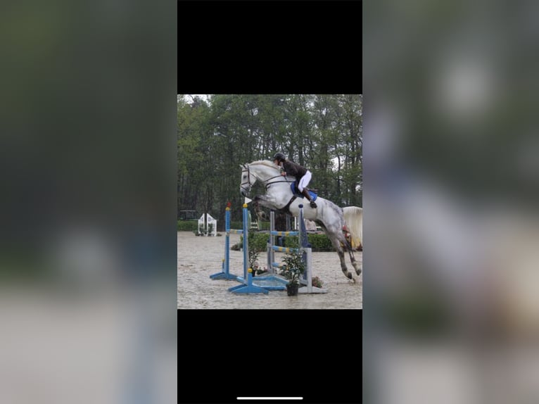 KWPN Gelding 16 years 17,2 hh Gray in Bad Bentheim