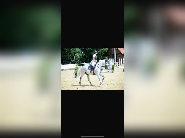 KWPN Gelding 16 years 17,2 hh Gray in Bad Bentheim