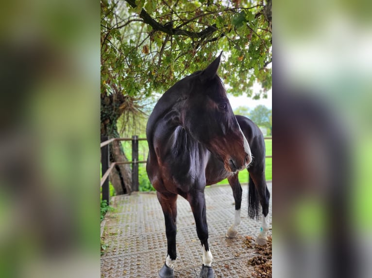 KWPN Gelding 16 years 17 hh Bay-Dark in Grevenbroich