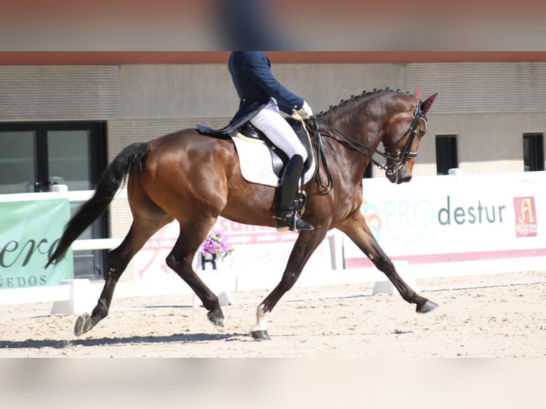 KWPN Gelding 16 years 17 hh Bay in NAVAS DEL MADRONO