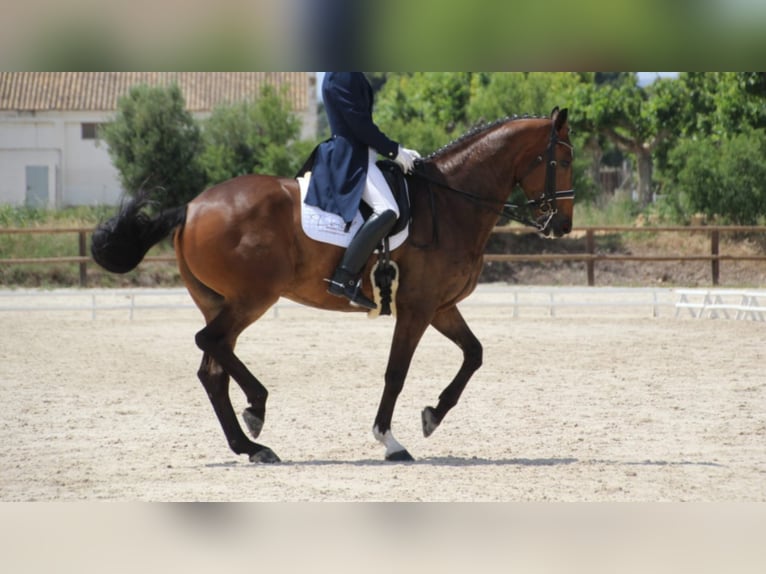 KWPN Gelding 16 years 17 hh Bay in NAVAS DEL MADRONO
