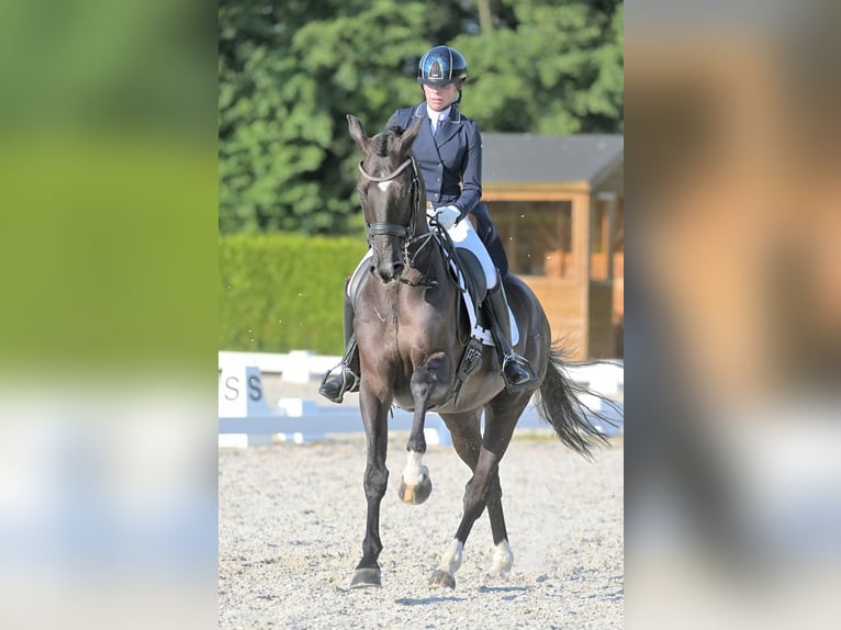 KWPN Gelding 16 years 17 hh Black in Ammerzoden