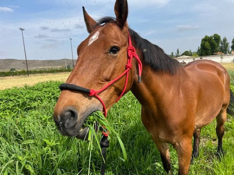 KWPN Gelding 16 years 17 hh Brown-Light in Poligono Industrial Aimayr