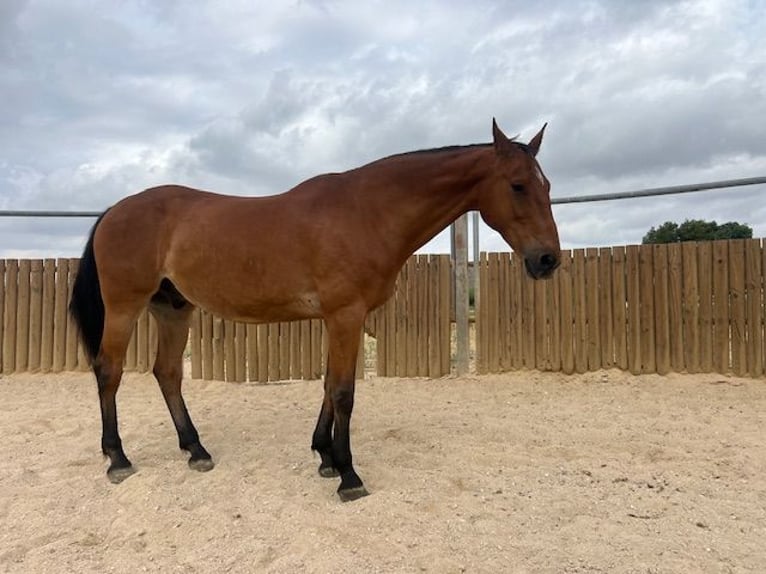 KWPN Gelding 16 years 17 hh Brown-Light in Poligono Industrial Aimayr