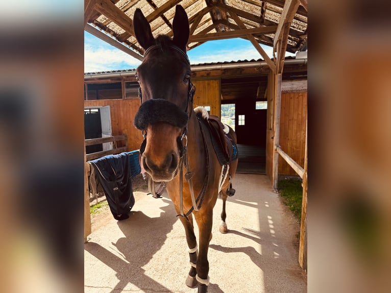 KWPN Gelding 16 years 17 hh Brown in Stattegg