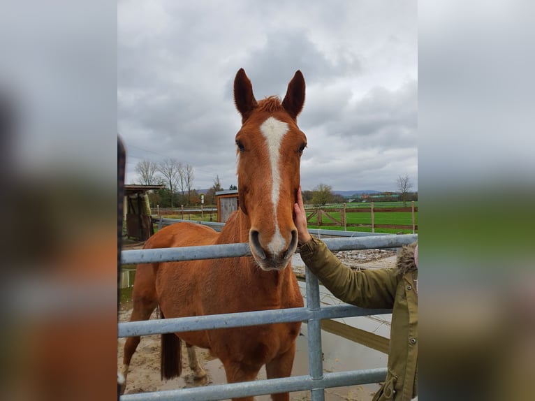 KWPN Gelding 16 years 17 hh Chestnut-Red in Karlsruhe