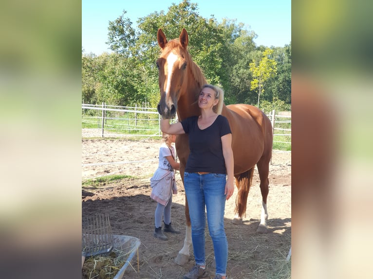 KWPN Gelding 16 years 17 hh Chestnut-Red in Karlsruhe