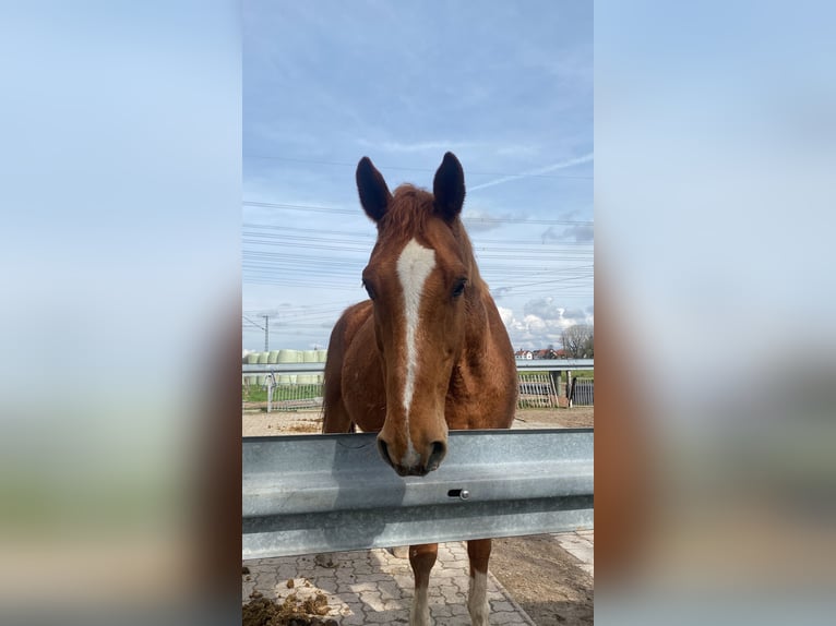 KWPN Gelding 16 years 17 hh Chestnut-Red in Karlsruhe