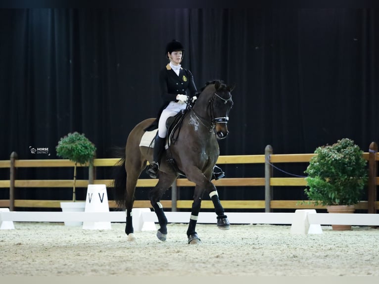 KWPN Gelding 17 years 16.3 hh Brown in Beveren
