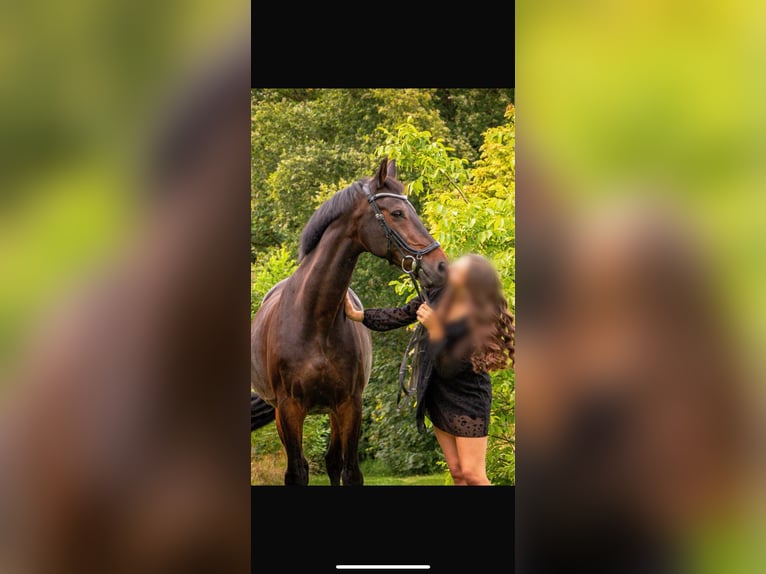 KWPN Gelding 17 years 16 hh Bay-Dark in Dinxperlo