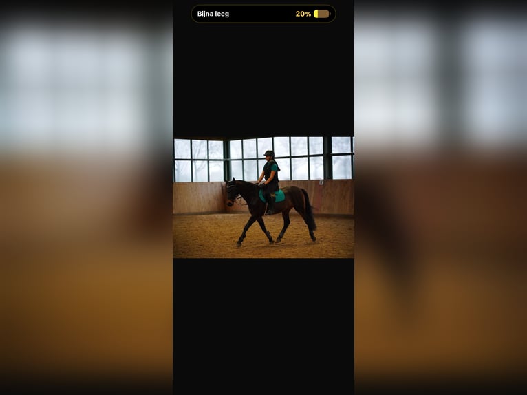 KWPN Gelding 17 years 16 hh Bay-Dark in Dinxperlo