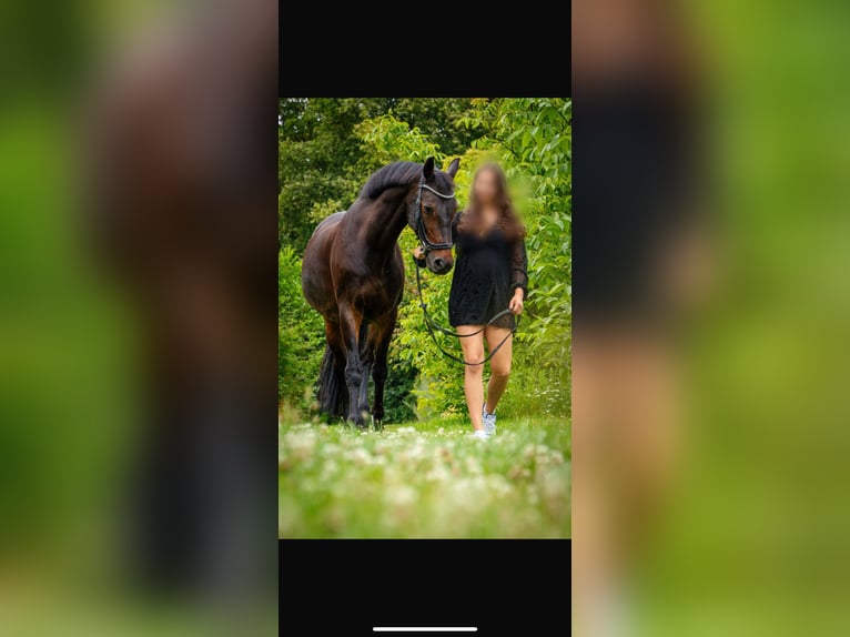 KWPN Gelding 17 years 16 hh Bay-Dark in Dinxperlo