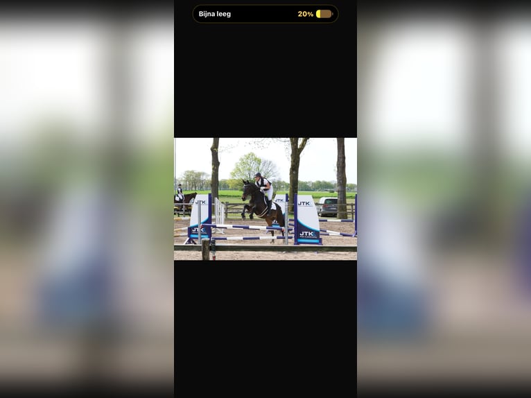 KWPN Gelding 17 years 16 hh Bay-Dark in Dinxperlo