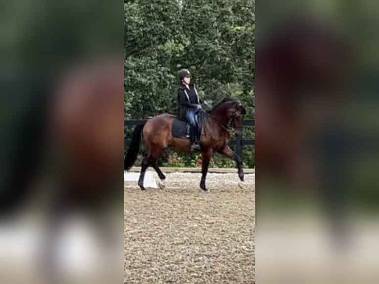 KWPN Gelding 17 years 16 hh Bay in Sherwood, Oregon