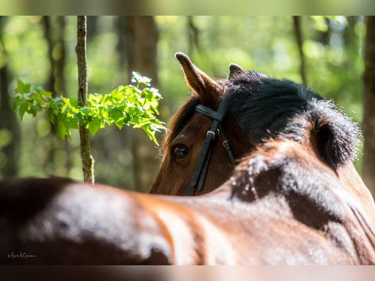 KWPN Gelding 17 years 16 hh Bay in Alpharetta