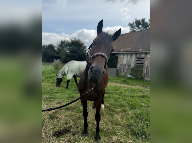 KWPN Gelding 17 years 16 hh Brown in Quincampoix