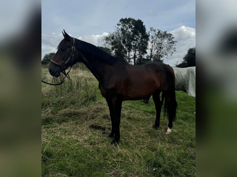 KWPN Gelding 17 years 16 hh Brown in Quincampoix