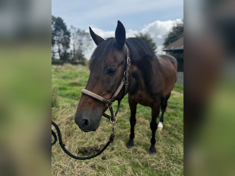 KWPN Gelding 17 years 16 hh Brown in Quincampoix