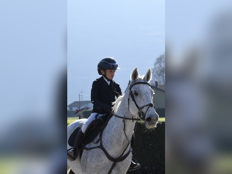 KWPN Gelding 17 years 16 hh Grey in Giubiasco