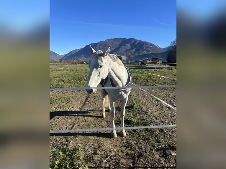 KWPN Gelding 17 years 16 hh Grey in Giubiasco