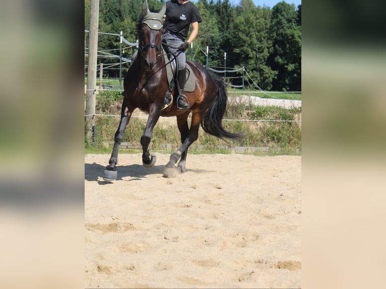 KWPN Gelding 17 years 16,1 hh Bay-Dark in Buch am Buchrain