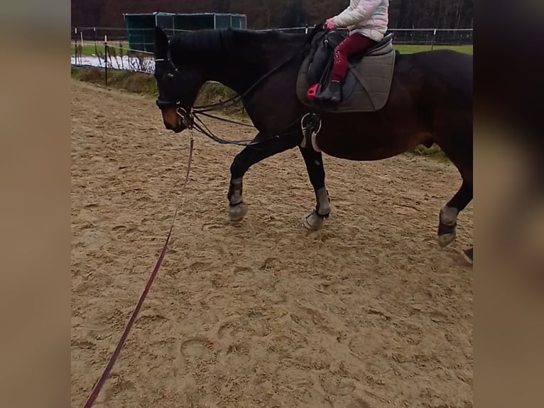 KWPN Gelding 17 years 16,1 hh Bay-Dark in Buch am Buchrain