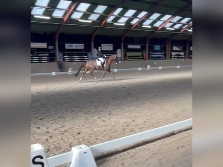 KWPN Gelding 17 years 16,1 hh Chestnut in Veldhoven