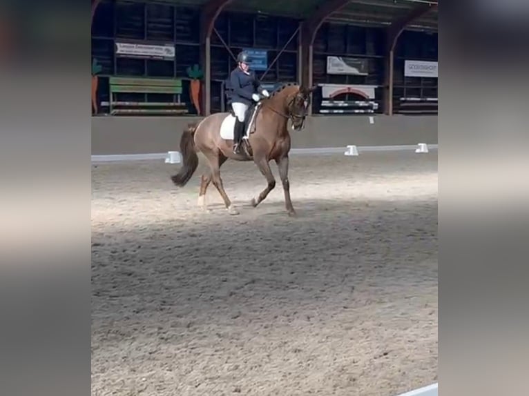 KWPN Gelding 17 years 16,1 hh Chestnut in Veldhoven