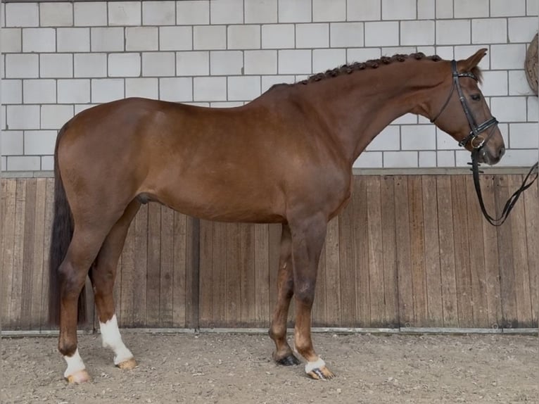 KWPN Gelding 17 years 16,3 hh Chestnut in Oud Gastel