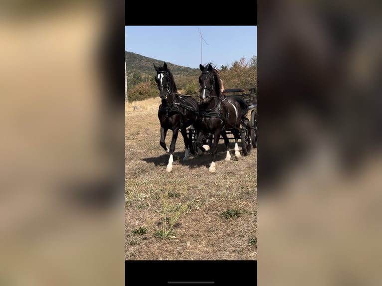 KWPN Gelding 17 years 17 hh Black in Cserkút