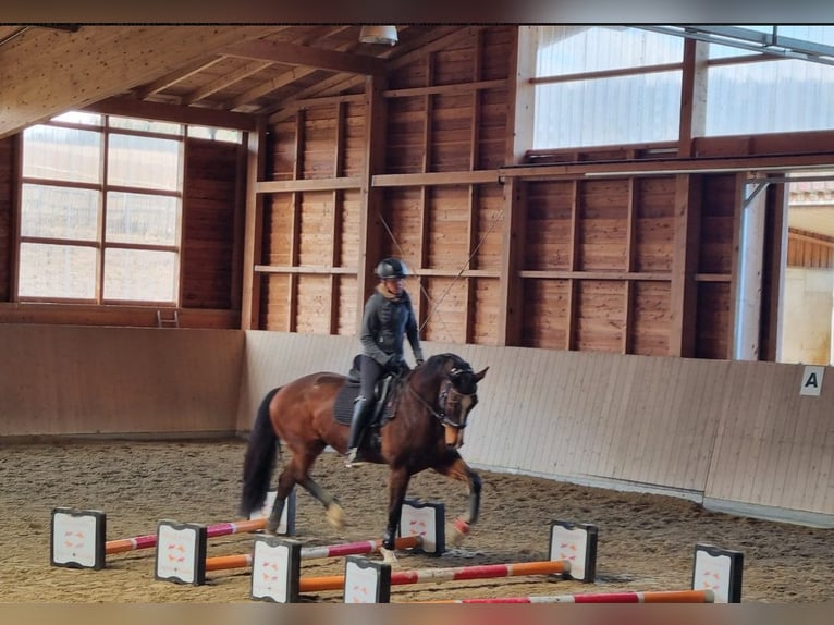 KWPN Gelding 17 years 17 hh Brown in Eggenfelden