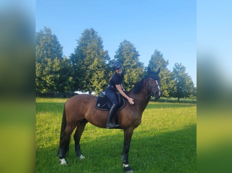 KWPN Gelding 17 years 17 hh Brown in Eggenfelden