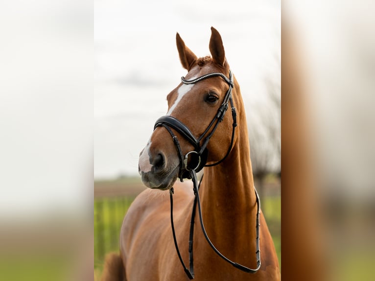 KWPN Gelding 17 years 17 hh Chestnut-Red in Scharendijke