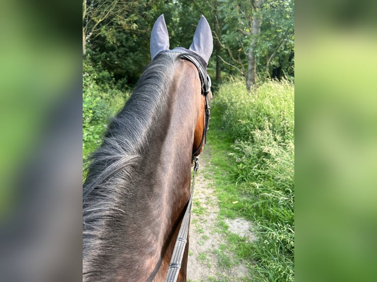 KWPN Gelding 17 years 17,1 hh Brown in M&#xF6;nchengladbach