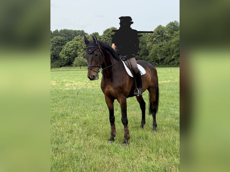 KWPN Gelding 17 years 17,1 hh Brown in M&#xF6;nchengladbach