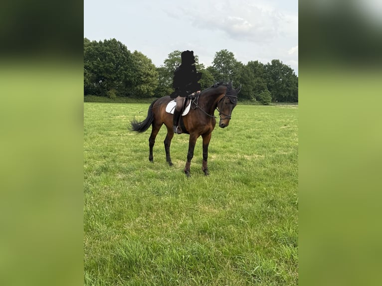 KWPN Gelding 17 years 17,1 hh Brown in M&#xF6;nchengladbach
